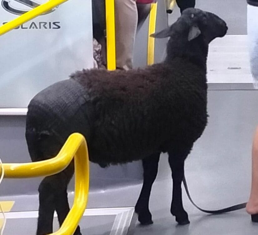 Czarna owca stojąca w autobusie.