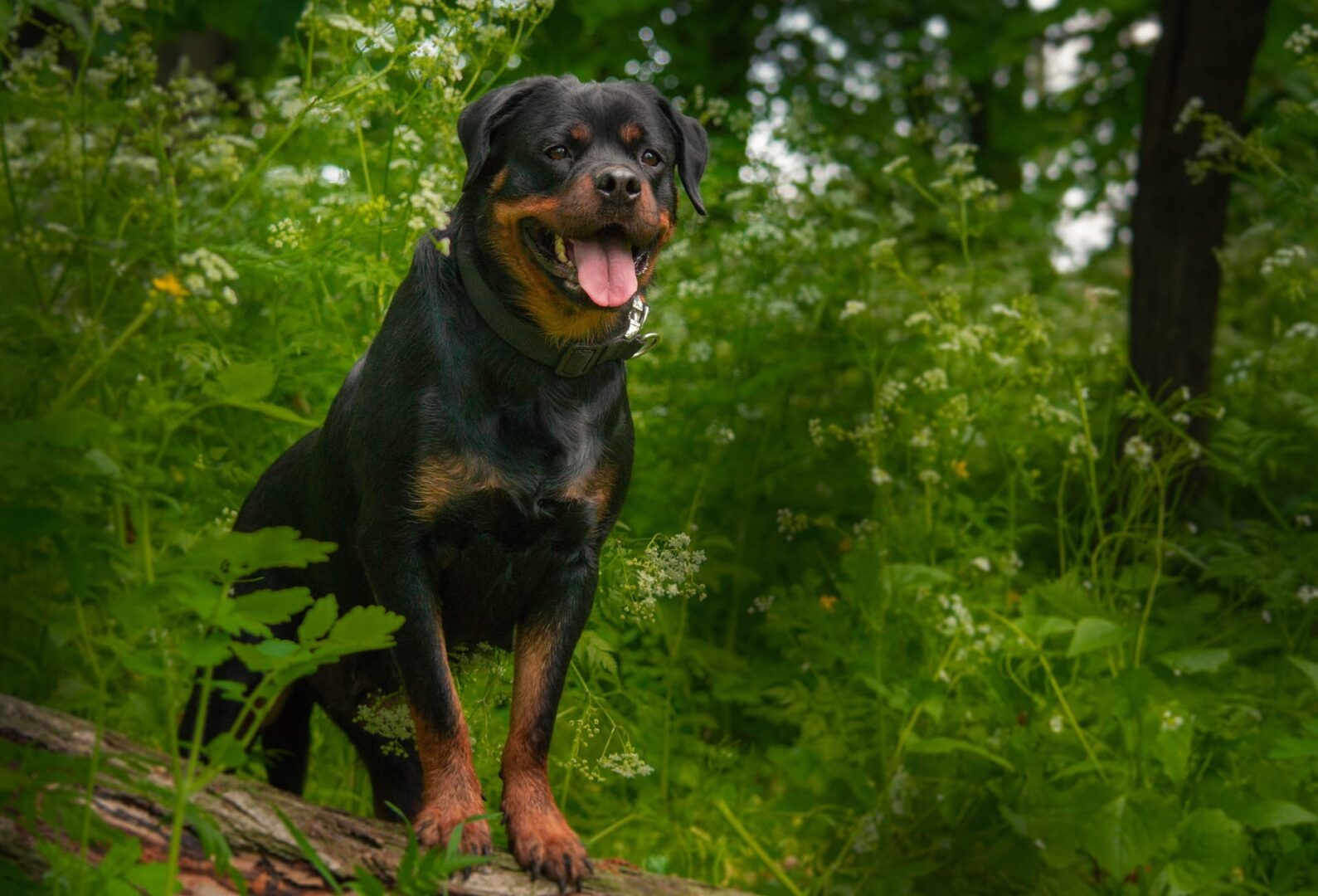 Szczęśliwy pies rasy rottweiler stojący w bujnym zielonym lesie