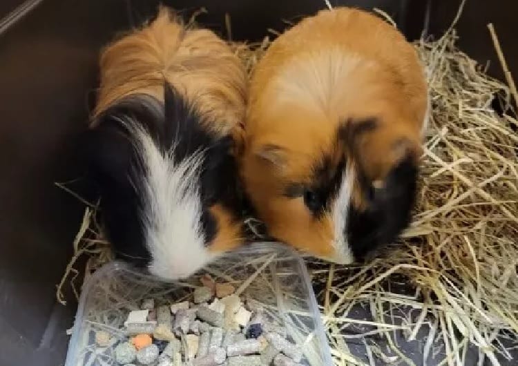 Dwie świnki morskie jedzą karmę dla świnek morskich w klatce.