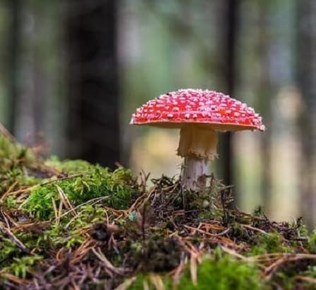 Czerwony grzyb z białymi plamkami rosnący na mchu