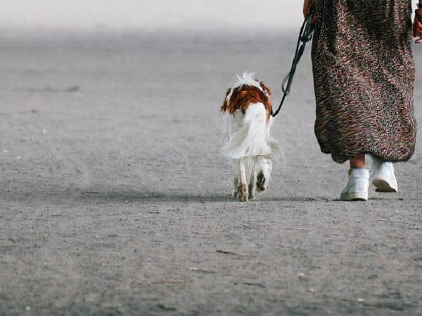 Kobieta wyprowadzająca na smyczy swojego psa rasy Cavalier King Charles Spaniel