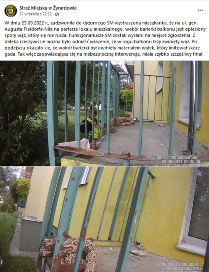 Policjanci badają dużego węża zwiniętego na balustradzie balkonu.
