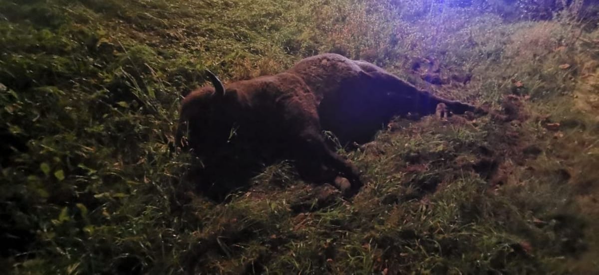 Martwy bizon leżący nocą w wysokiej trawie