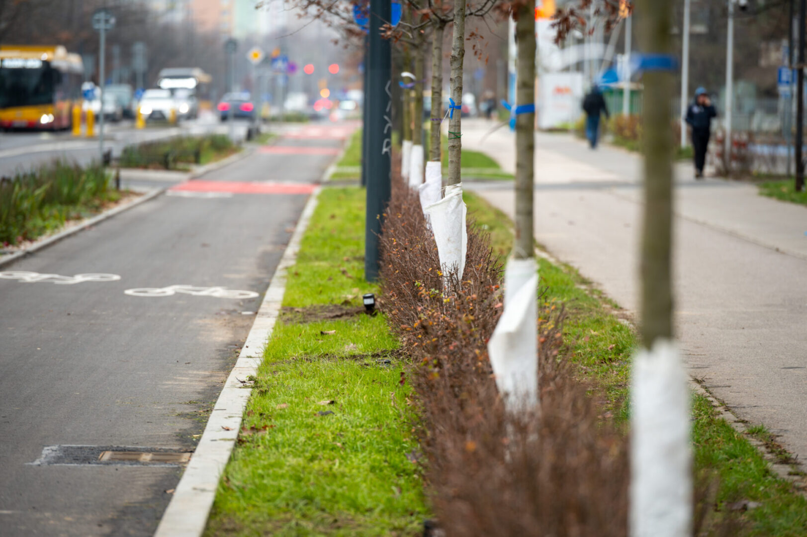 Nowo posadzone drzewa, chronione białymi osłonami, wyznaczają linię miejskiej ścieżki rowerowej.