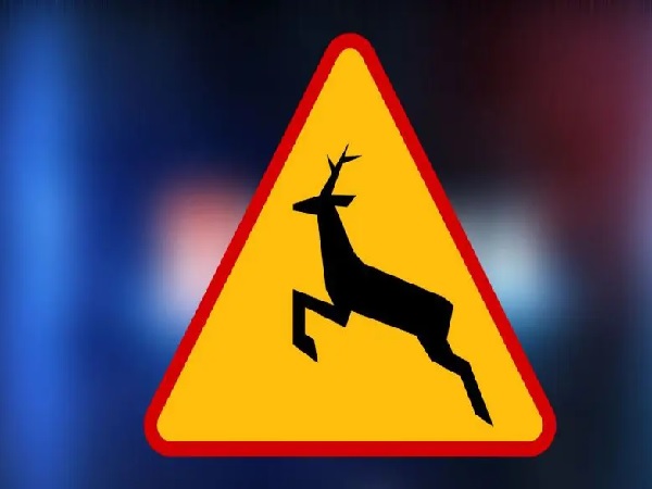 Żółty znak ostrzegawczy przed przejściem dla jeleni