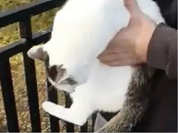 Osoba delikatnie trzymająca puszystego, biało-szarego kota w pobliżu czarnego metalowego płotu.