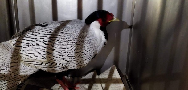 Srebrny bażant w klatce, prezentujący swoje efektowne upierzenie.