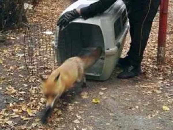 Ratownik dzikich zwierząt uwalnia rudego lisa z klatki transportowej.