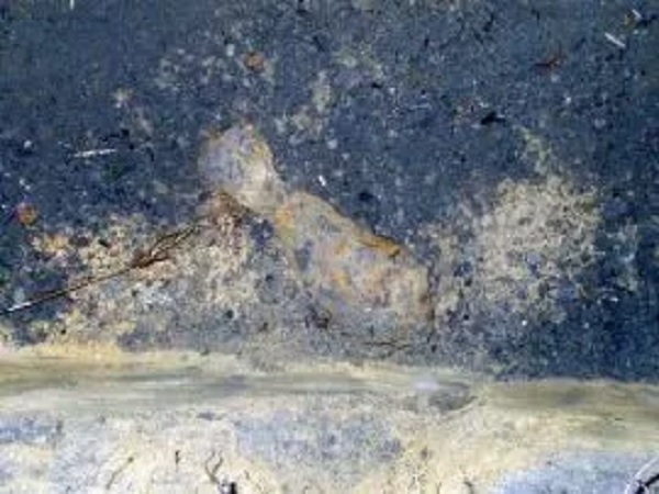 Częściowo zakopana skamieniała ryba, prawdopodobnie gatunek prehistoryczny.