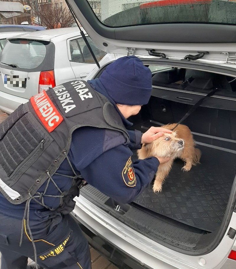 Ratownik medyczny delikatnie zajmuje się małym psem w bagażniku samochodu.