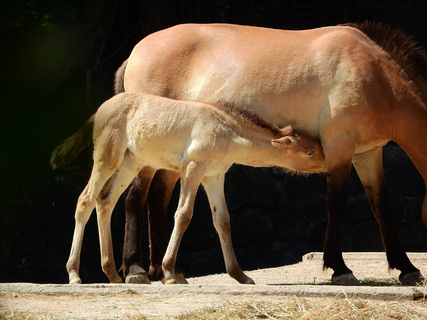 Źrebię konia Przewalskiego ssące mleko matki