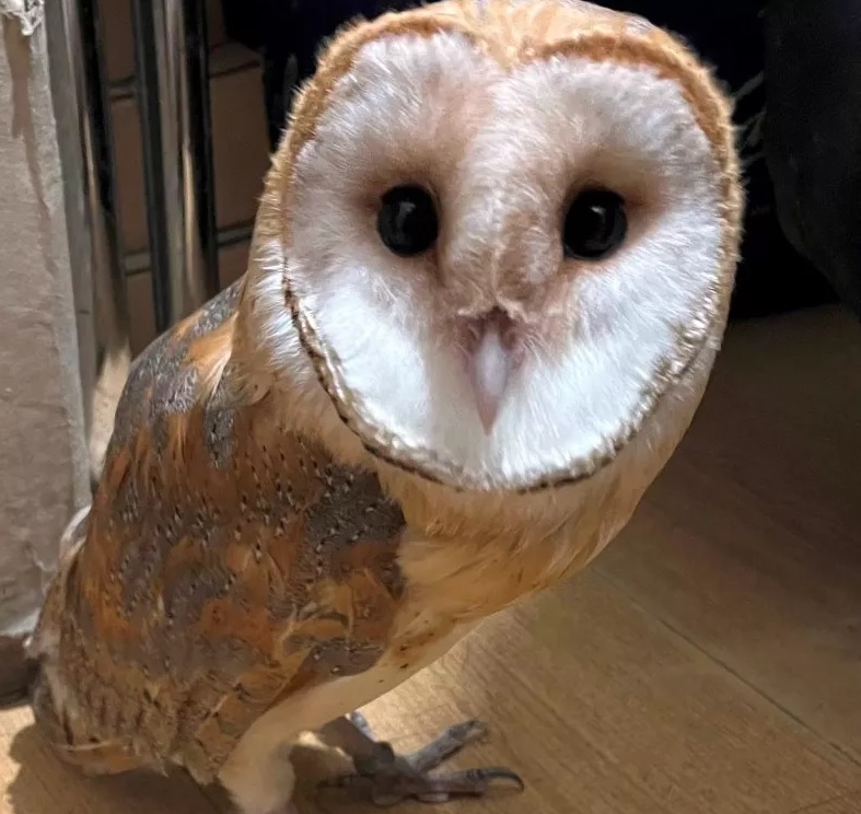 Zbliżenie twarzy i klatki piersiowej płomykówki.