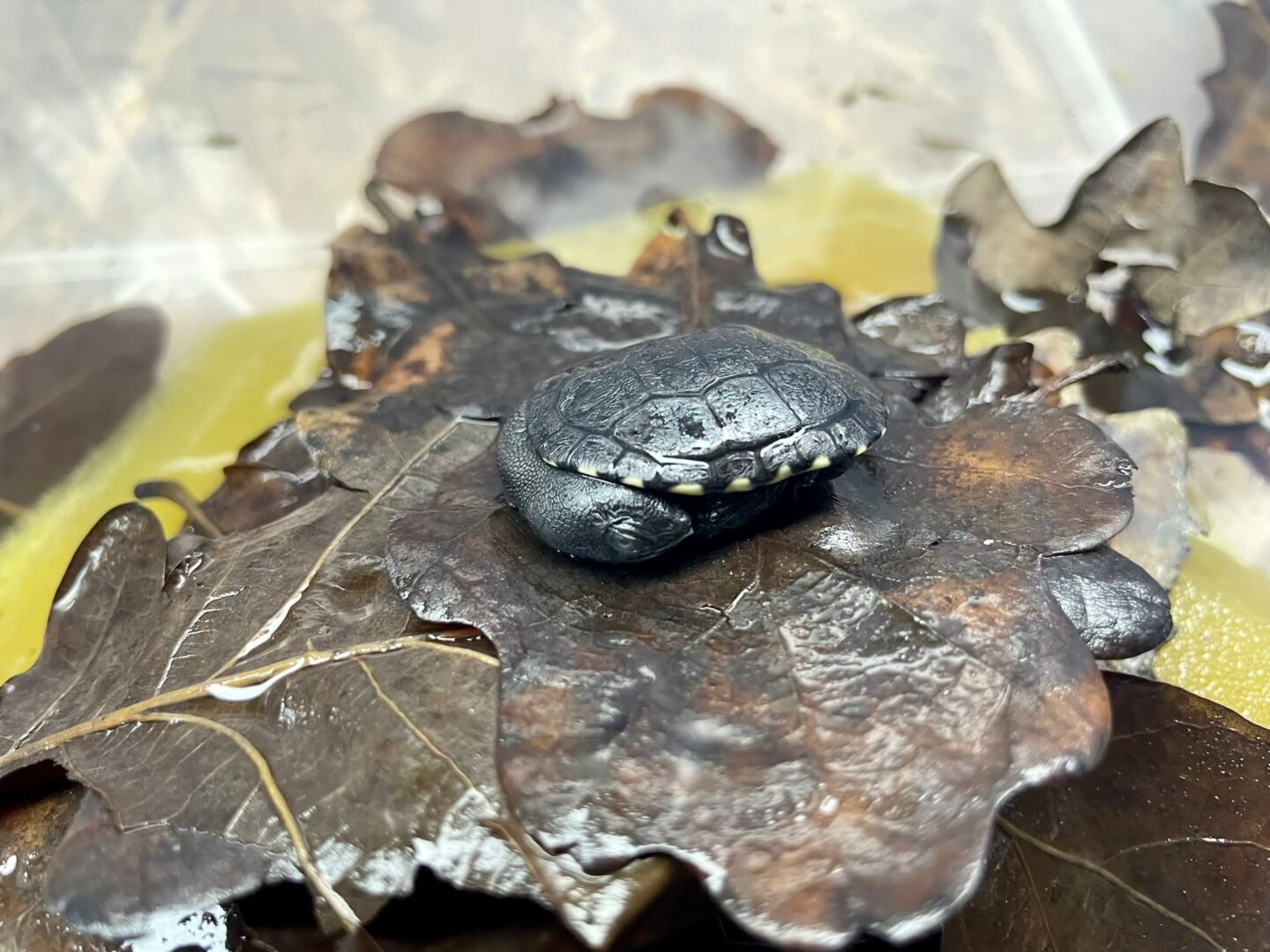 Mały żółw błotny odpoczywa na mokrych liściach