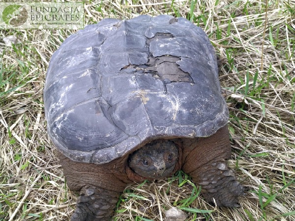 Duży żółw sępowy na ziemi, skorupa widoczna na zdjęciach