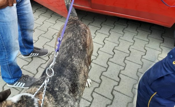 Pies rasy Cane Corso pręgowany na smyczy w pobliżu czerwonego samochodu
