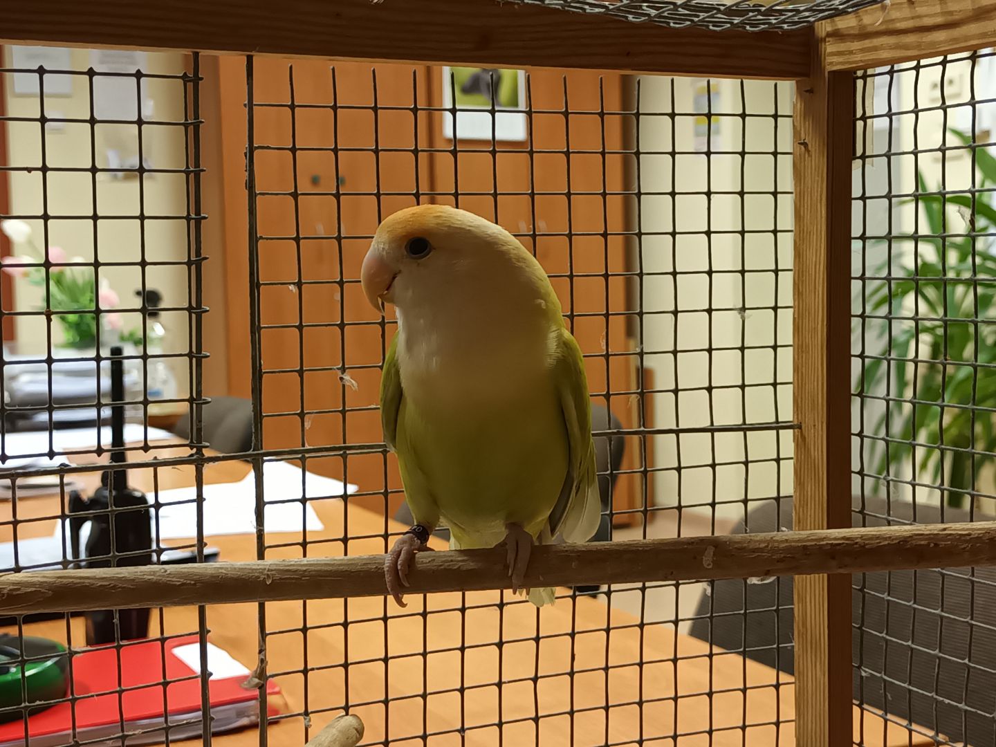 Zielono-żółta papuga nierozłączka siedząca na gałęzi w swojej klatce.