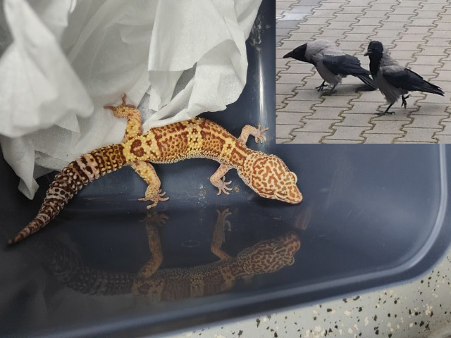 Gekon lamparci w pojemniku; dwie wrony siwe na chodniku