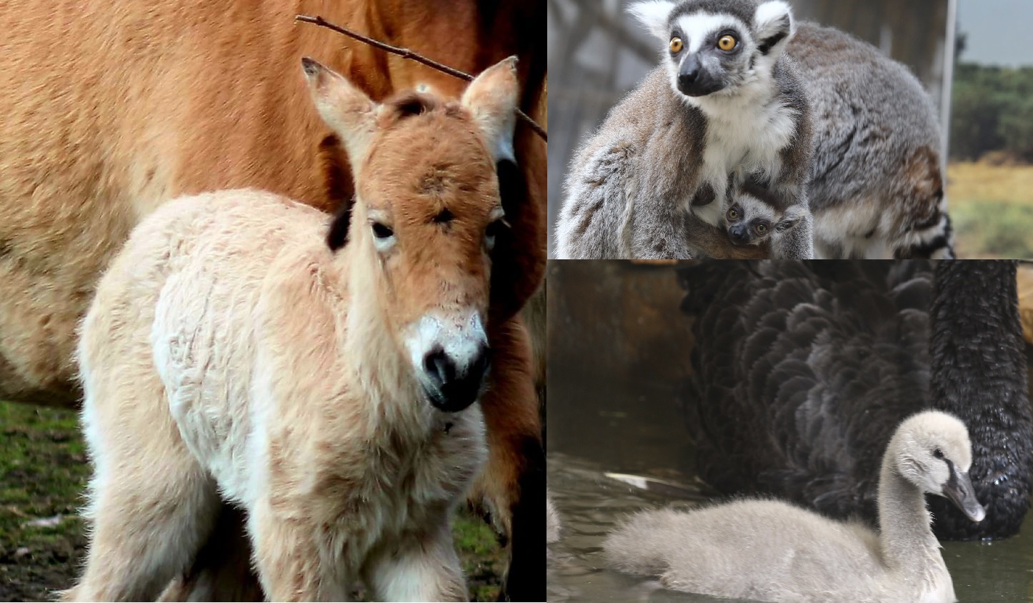Kolaż przedstawiający źrebię konia Przewalskiego, lemura katta z młodym i pływające łabędziątko.
