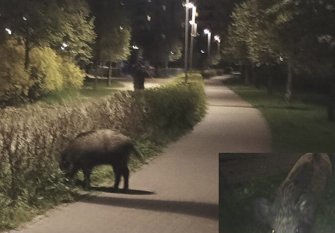 Dziki żerujące nocą na utwardzonej ścieżce.