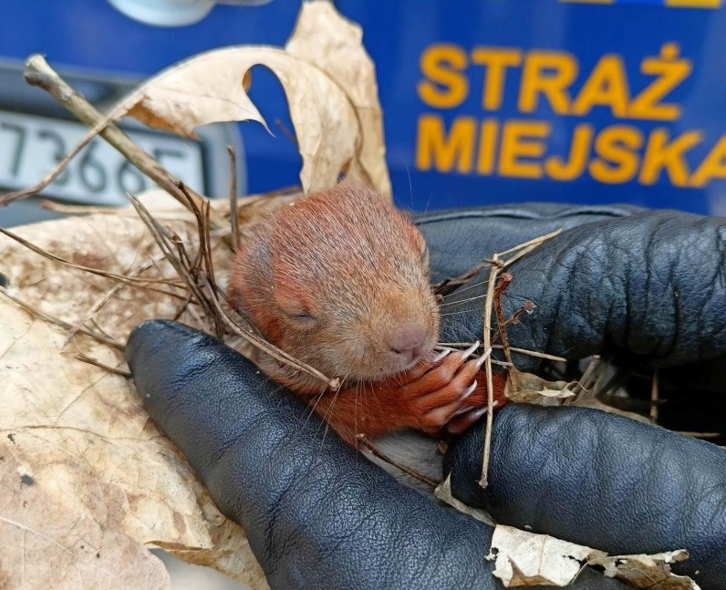 Uratowana wiewiórka, ukryta w liściach, trzymana delikatnie w rękawiczkach.