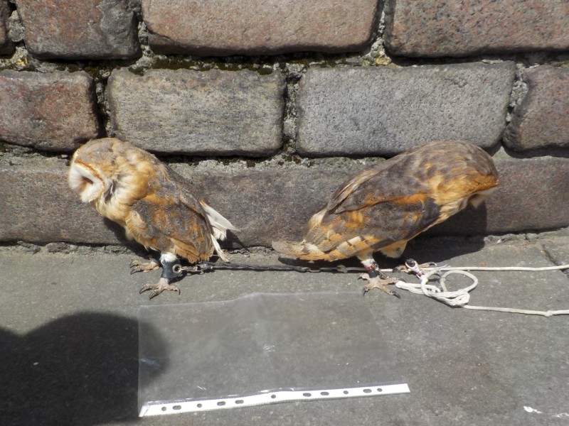 Dwie płomykówki przywiązane do ziemi w pobliżu ceglanego muru