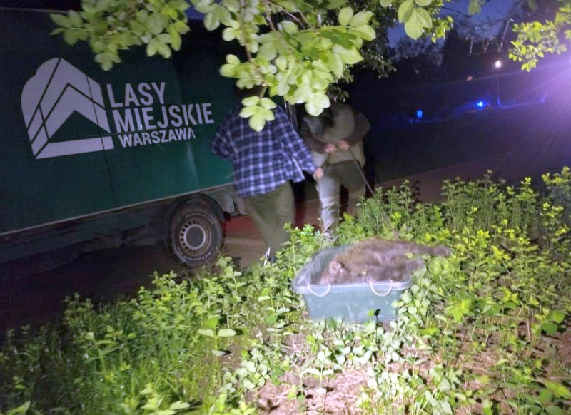 Ratowanie dzikich zwierząt: Pracownicy umieszczają uśpione dzikie zwierzę w kontenerze obok ciężarówki oznaczonej „Lasy Miejskie Warszawa.