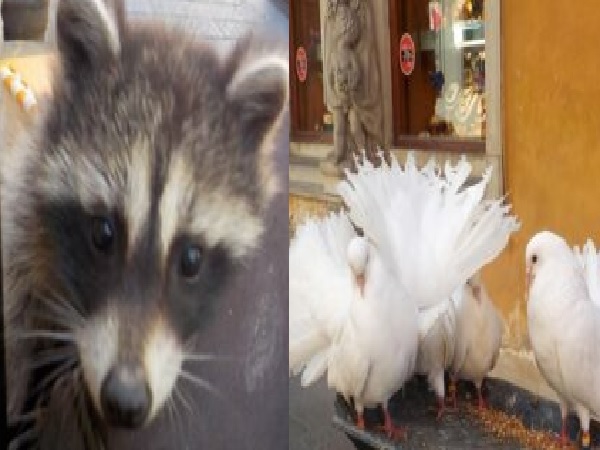 Zbliżenie młodego szopa i białych gołębi jedzących