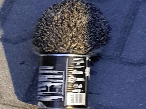 Jeż uwięziony w puszce 400g