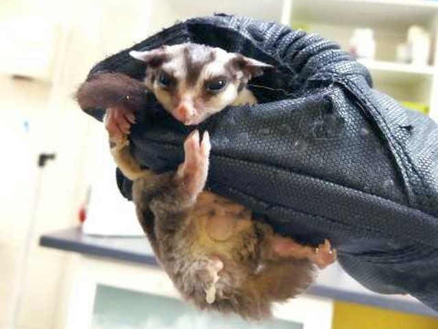 Lotopałanka trzymana delikatnie w dłoni w rękawiczce.