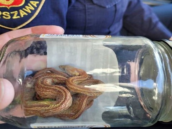 Kilka małych węży w szklanym słoiku