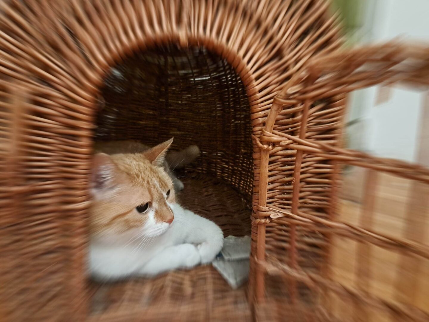 Rudy kot relaksujący się w wiklinowym legowisku.