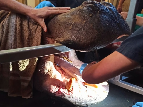 Lekarze weterynarii wykonujący zabiegi dentystyczne u hipopotama.