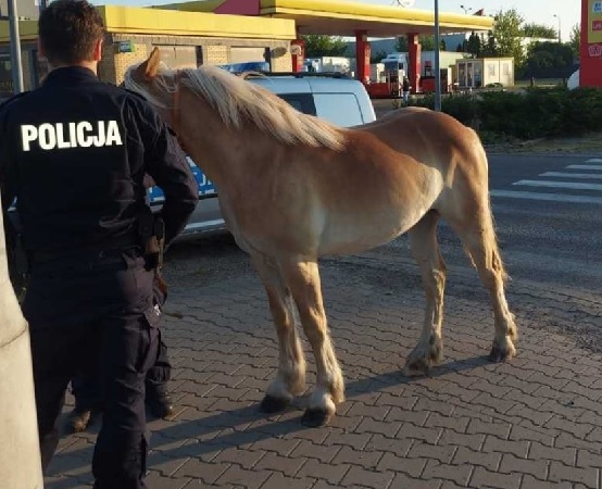 Policjant z zagubionym koniem rasy haflinger na stacji benzynowej.