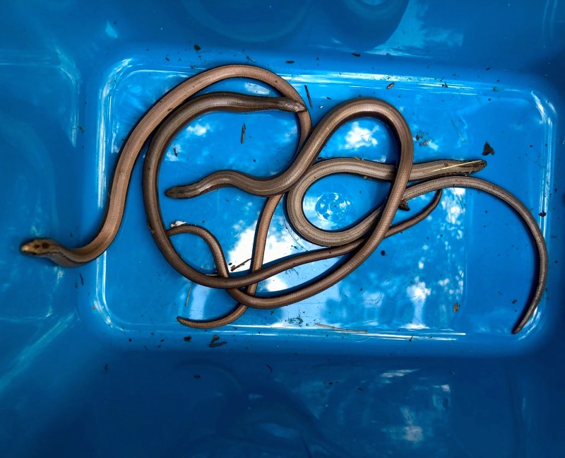 Kilka padalców splątanych w niebieskim plastikowym pojemniku.