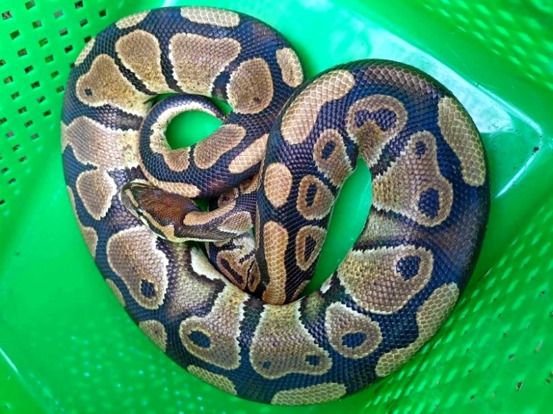 Wąż pyton królewski zwinięty w zielonym plastikowym pojemniku.
