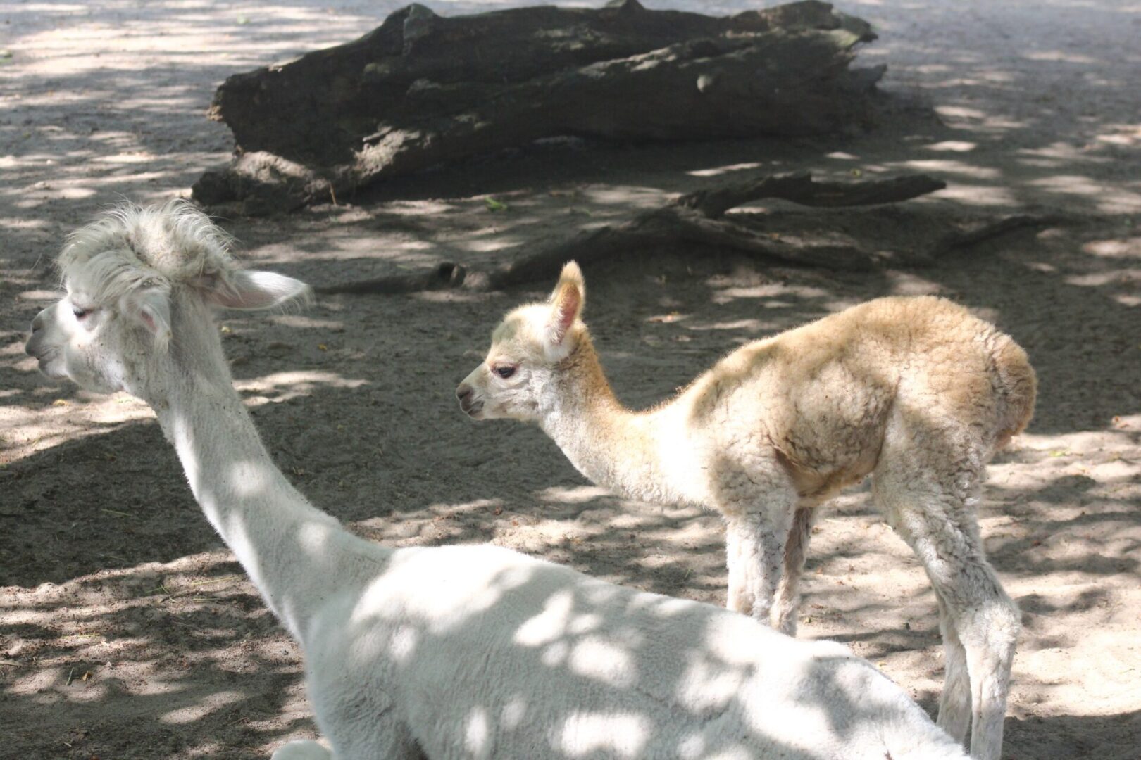 Biała dorosła alpaka i jasnobrązowa cria odpoczywające na piaszczystym podłożu