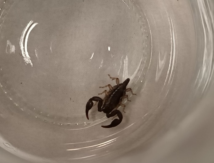 Mały ciemny skorpion w przezroczystym pojemniku