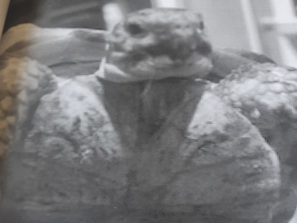 Zbliżenie głowy i ramion dużego żółwia z Galapagos.