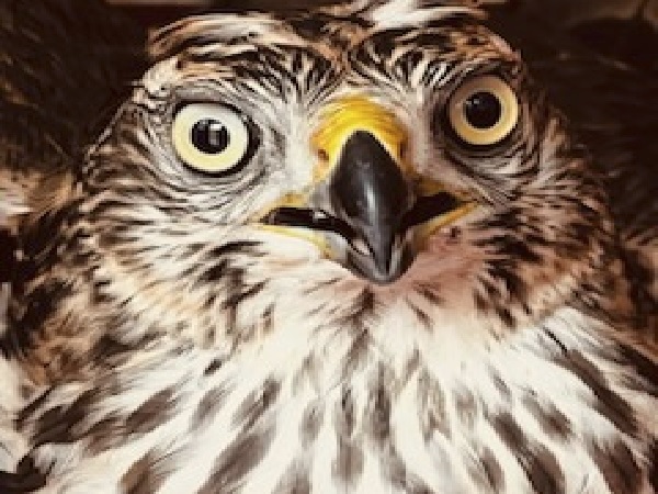 Zbliżenie twarzy jastrzębia północnego, ukazujące jego intensywne spojrzenie i szczegółowe pióra.