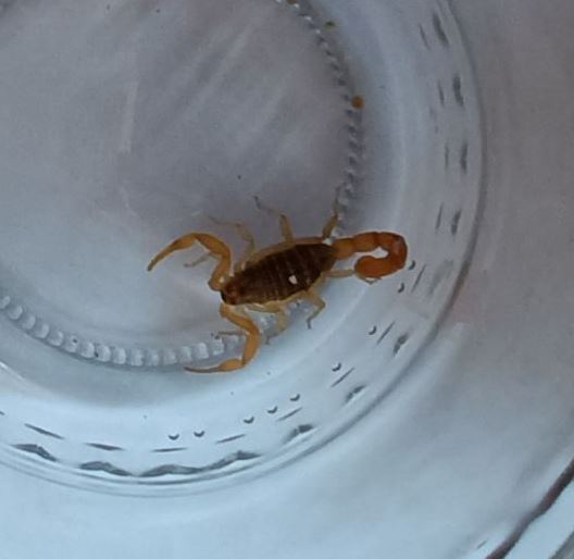 Mały skorpion pustynny w szklanym pojemniku