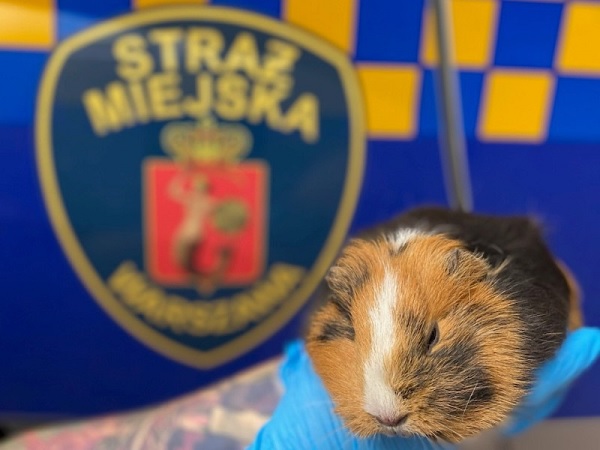 Znaleziono odpoczywającą świnkę morską w niebieskiej rękawiczce obok godła Straży Miejskiej.