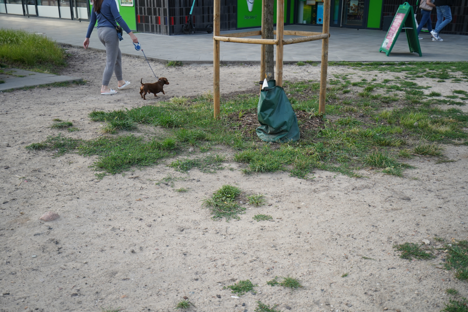 Kobieta wyprowadzająca na smyczy małego brązowego jamnika w pobliżu młodego drzewa