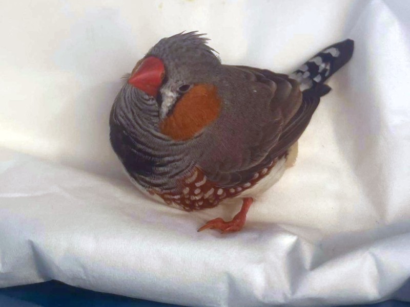 Uroczy zeberka siedzący na białym materiale.