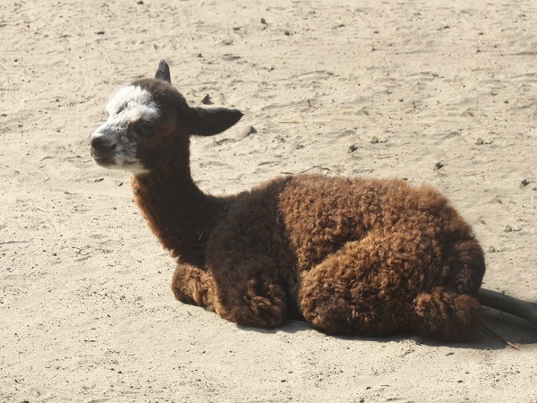 Brązowa alpaka odpoczywa na piaszczystym podłożu
