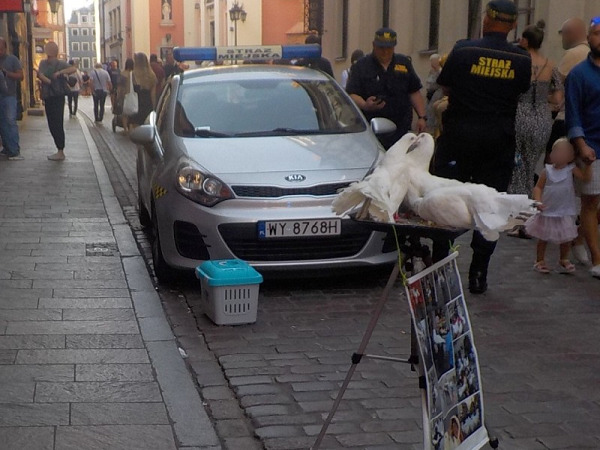 Dwa białe łabędzie na wystawie obok radiowozu miejskiego, numer rejestracyjny WY 8768H.