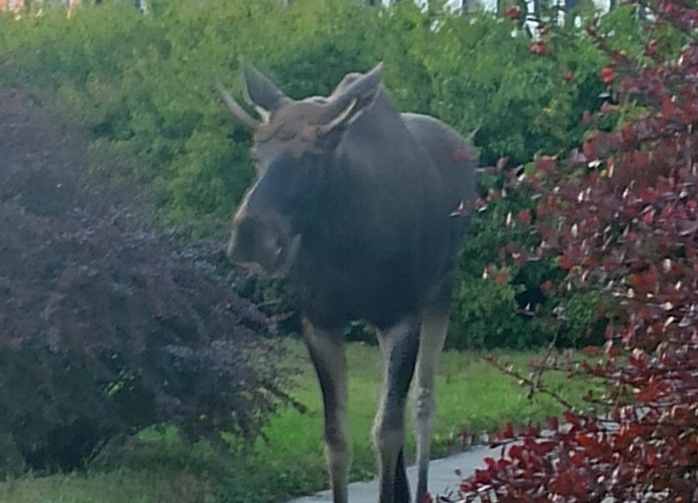 Młody łoś spacerujący w pobliżu osiedla mieszkaniowego