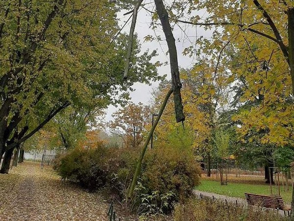 Widok jesienny: ścieżka przez park z kolorowymi drzewami i ławką