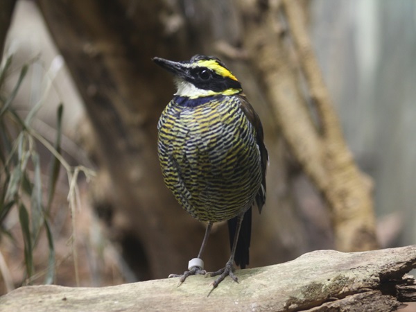 Ptak o żółtej piersi i czarnych paskach siedzi na kłodzie.
