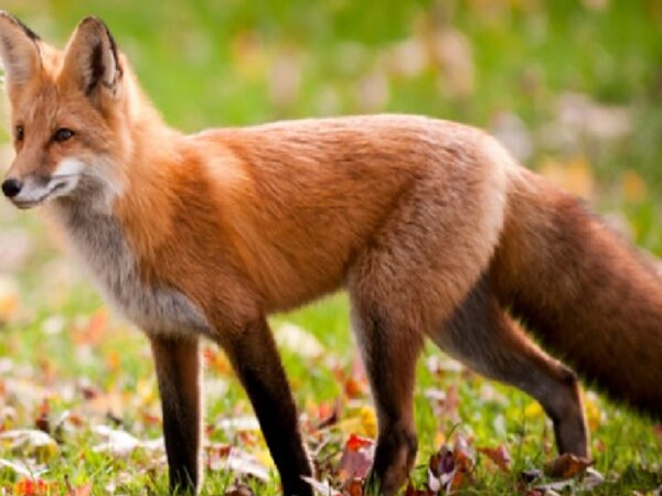 Lis rudy stojący wśród jesiennych liści