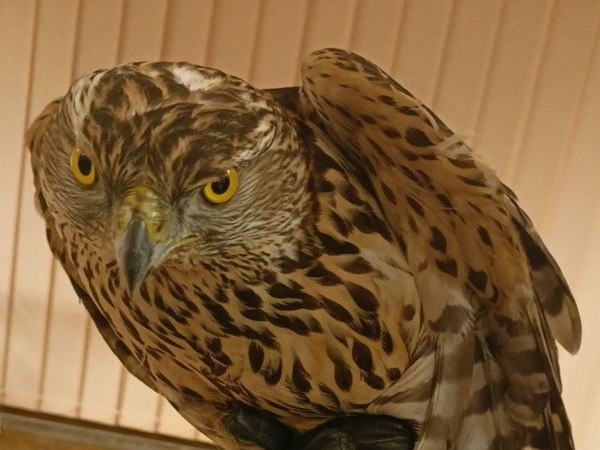 Zbliżenie na intensywne spojrzenie jastrzębia północnego.